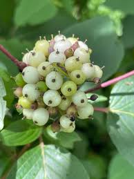 Attēlu rezultāti vaicājumam “Cornus sericea fruit”