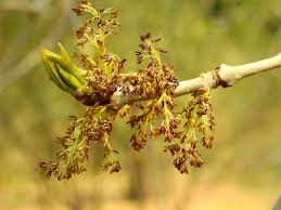 Attēlu rezultāti vaicājumam “Fraxinus pennsylvanica male flower”