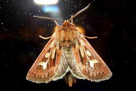 Attēlu rezultāti vaicājumam “Cerapteryx graminis”