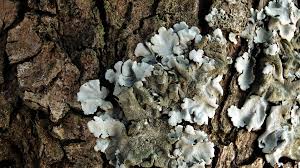 Attēlu rezultāti vaicājumam “Parmelina tiliacea”