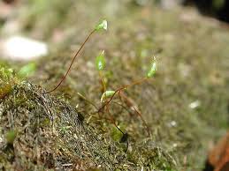 Attēlu rezultāti vaicājumam “Serpoleskea confervoides”