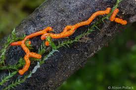 Attēlu rezultāti vaicājumam “Willkommlangea reticulata spores”