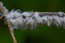 Attēlu rezultāti vaicājumam “Prociphilus xylostei”