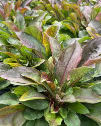 Attēlu rezultāti vaicājumam “Diderma tigrinum stalked”