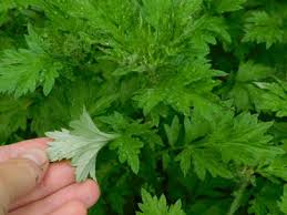 Attēlu rezultāti vaicājumam “Artemisia vulgaris leaf”