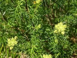 Attēlu rezultāti vaicājumam “Malva moschata leaf”