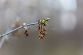 Attēlu rezultāti vaicājumam “Acer negundo male flower”