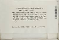 Attēlu rezultāti vaicājumam “Drepanocladus trifarius”