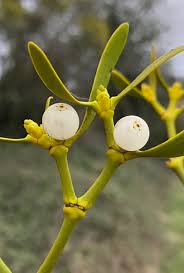 Attēlu rezultāti vaicājumam “Viscum album fruit”