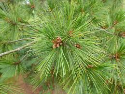 Attēlu rezultāti vaicājumam “Pinus peuce”