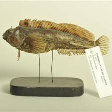 Image result for Platichthys flesus