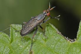 Attēlu rezultāti vaicājumam “Coremacera marginata”