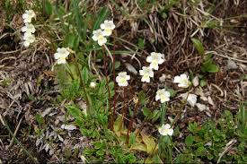 Attēlu rezultāti vaicājumam “Pinguicula alpina flower”