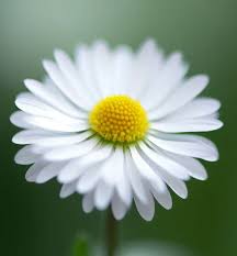 Attēlu rezultāti vaicājumam “Bellis perennis flower”