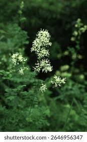 Attēlu rezultāti vaicājumam “Thalictrum minus”