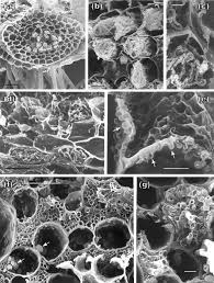 Attēlu rezultāti vaicājumam “Harpanthus flotovianus cells”
