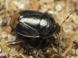 Attēlu rezultāti vaicājumam “Cydnidae”