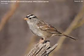 Image result for Zonotrichia leucophrys