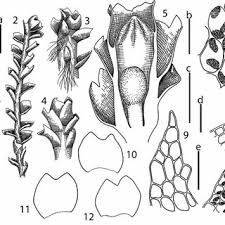 Attēlu rezultāti vaicājumam “Nardia geoscyphus”