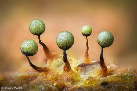 Attēlu rezultāti vaicājumam “Bryum funkii macro”