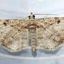 Attēlu rezultāti vaicājumam “Eupithecia exiguata”