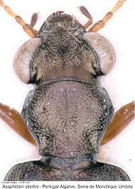 Attēlu rezultāti vaicājumam “Asaphidion pallipes”