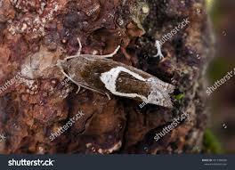 Attēlu rezultāti vaicājumam “Epiblema foenella”