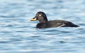 Attēlu rezultāti vaicājumam “Melanitta fusca”