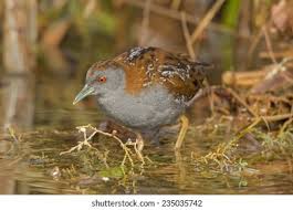 Image result for Porzana pusilla