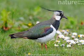 Attēlu rezultāti vaicājumam “Vanellus vanellus adult”