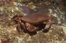 Image result for Cancer pagurus