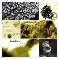 Attēlu rezultāti vaicājumam “Badhamia panicea”