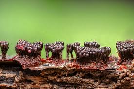 Attēlu rezultāti vaicājumam “Metatrichia vesparia stalked”