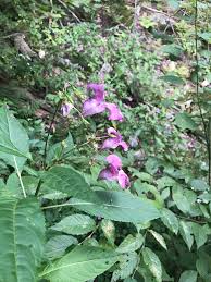 Attēlu rezultāti vaicājumam “Impatiens glandulifera”