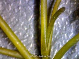 Attēlu rezultāti vaicājumam “Nitella sp.”