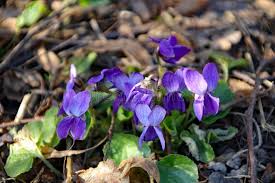 Attēlu rezultāti vaicājumam “Viola epipsila flower”