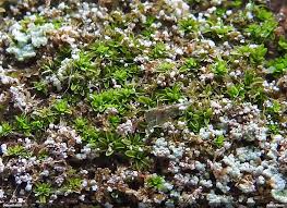 Attēlu rezultāti vaicājumam “Tortula lingulata macro”