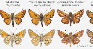 Attēlu rezultāti vaicājumam “Hesperia comma”