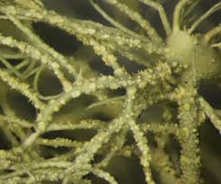 Attēlu rezultāti vaicājumam “Usnea subfloridana”