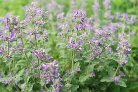 Image result for Katzenminze