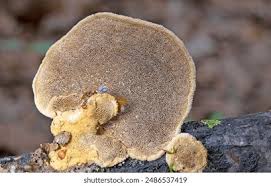 Attēlu rezultāti vaicājumam “Hapalopilus nidulans”