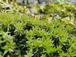 Attēlu rezultāti vaicājumam “Timmia megapolitana”