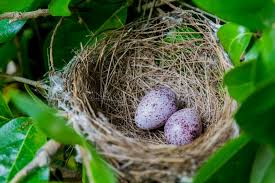 Attēlu rezultāti vaicājumam “Sylvia borin nest”