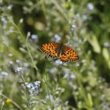 Attēlu rezultāti vaicājumam “Brenthis ino upperside”