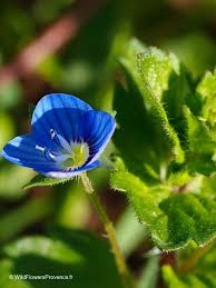 Attēlu rezultāti vaicājumam “Veronica persica leaf”