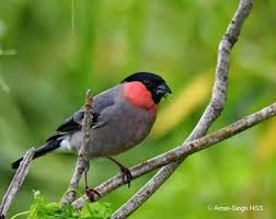 Attēlu rezultāti vaicājumam “Pyrrhula pyrrhula”