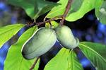 File:<b>Asimina</b> triloba3.jpg