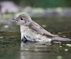 Attēlu rezultāti vaicājumam “Sylvia borin nest”
