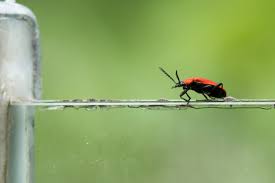 Attēlu rezultāti vaicājumam “Pyrochroidae imago”