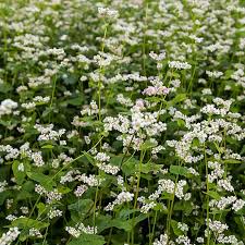 Attēlu rezultāti vaicājumam “Fagopyrum esculentum leaf”